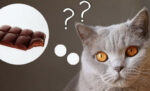 Bolehkah Kucing Makan Cokelat? Ini Jawaban dari Dokter Hewan