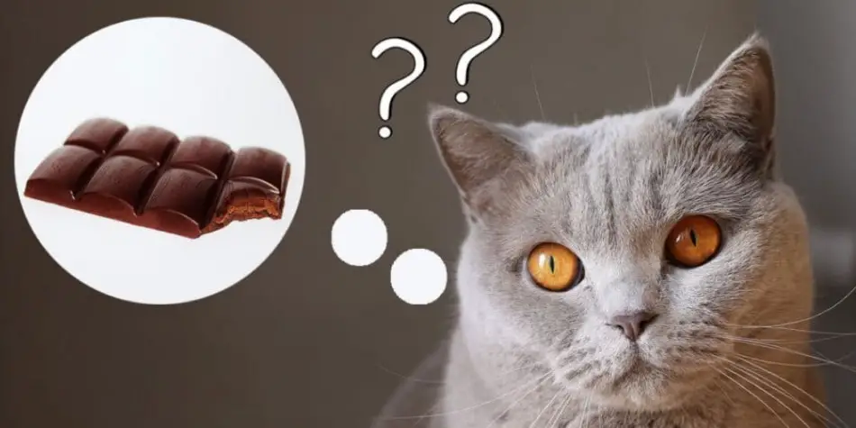 Bolehkah kucing makan cokelat