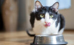 Bolehkah kucing makan makanan dingin?