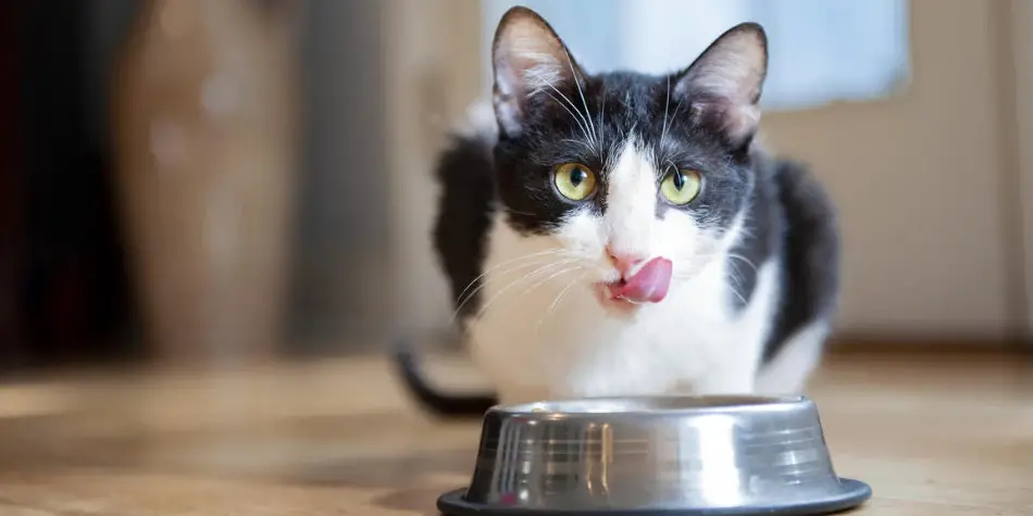 Bolehkah kucing makan makanan dingin