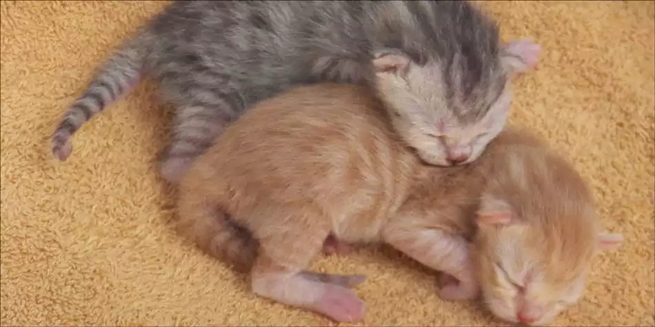 Cara Merawat Anak Kucing Baru Lahir Yang Ditinggal Induknya besar