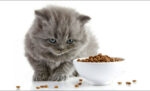 Cara mengganti makanan kucing dari basah ke kering