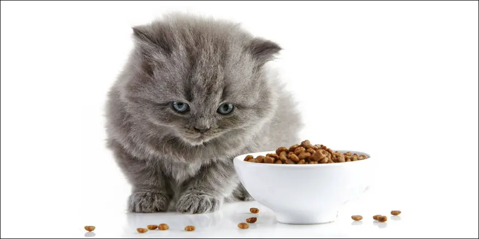 Cara mengganti makanan kucing dari basah ke kering