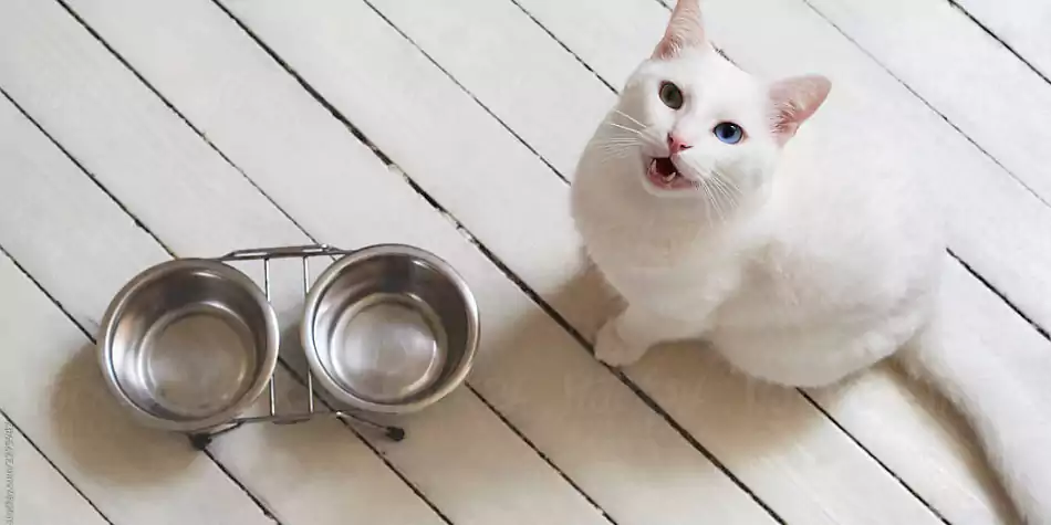 Ini sebabnya mengapa kucing selalu merasa lapar