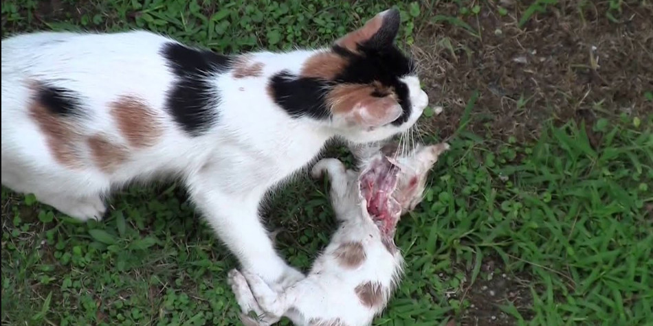 Kenapa kucing makan anak sendiri