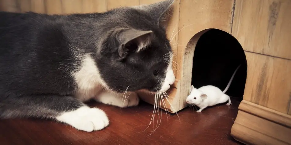Kenapa kucing sekarang tidak mau makan tikus