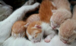 Berapa Lama Anak Kucing Harus Menyusu pada Induknya? Panduan Pemula