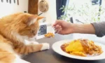 Bolehkah kucing makan nasi?