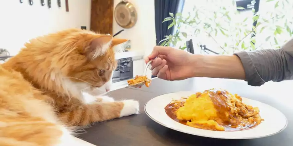 Bolehkah Kucing Makan Nasi besar