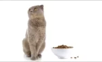 3 Alasan Mengapa Kucing Pilih-pilih Makanan dan Cara Mengatasinya
