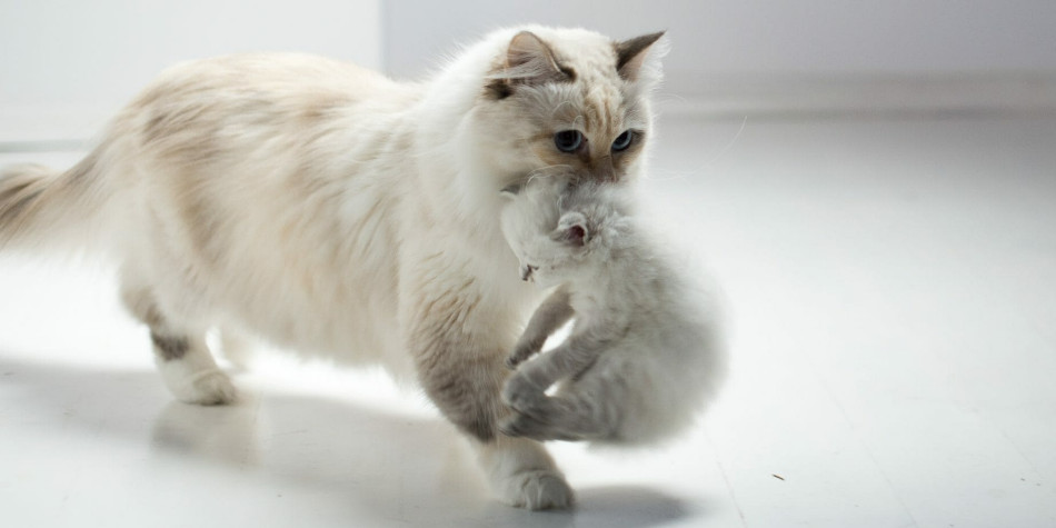 Kenapa induk kucing sering memindahkan anaknya