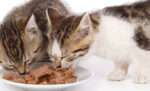Kenapa Kucing Lebih Suka Makanan Basah?