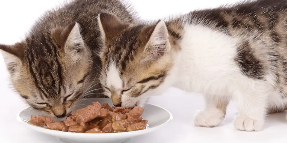 Kenapa kucing lebih suka makanan basah