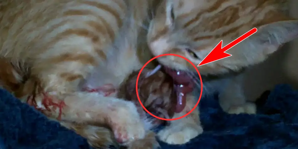 alasan kenapa kucing makan plasenta anaknya sendiri