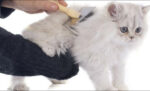 Cara mudah membersihkan pup yang menempel di bulu kucing