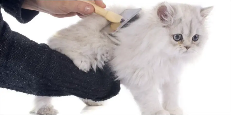 cara membersihkan pup yang menempel di bulu kucing