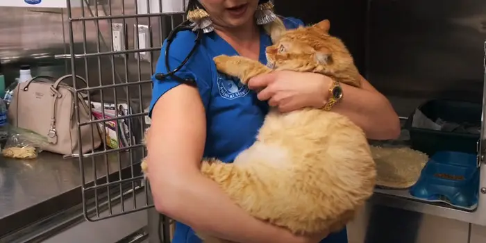 cara menggendong kucing yang benar dengan teknik cradle