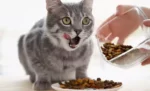 10 tips agar nafsu makan kucing bertambah