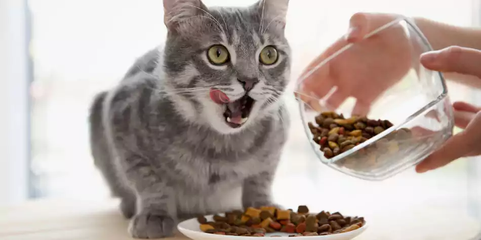 tips agar nafsu makan kucing bertambah