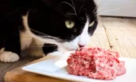 Bolehkah kucing makan daging ayam?