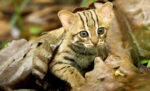 Kucing paling kecil di dunia [Prionailurus rubiginosus]