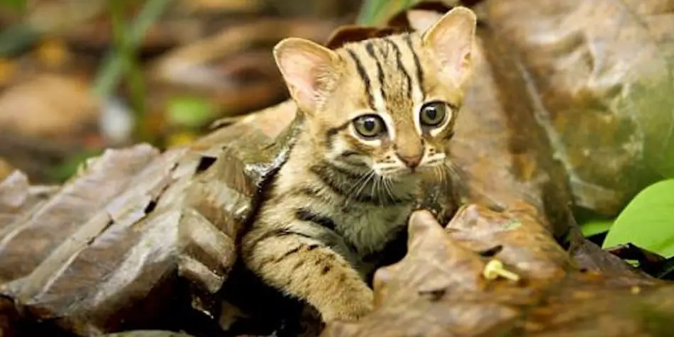 Kucing paling kecil di dunia Prionailurus rubiginosus
