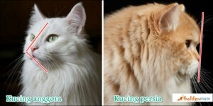 17 perbedaan kucing anggora dan persia [disertai gambar] • Goldenmaze