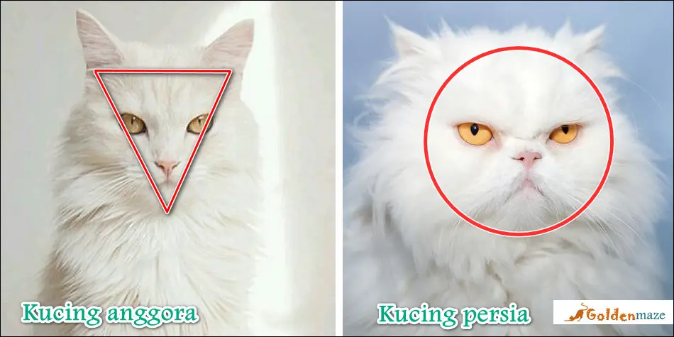 Perbedaan bentuk muka kucing anggora dan persia