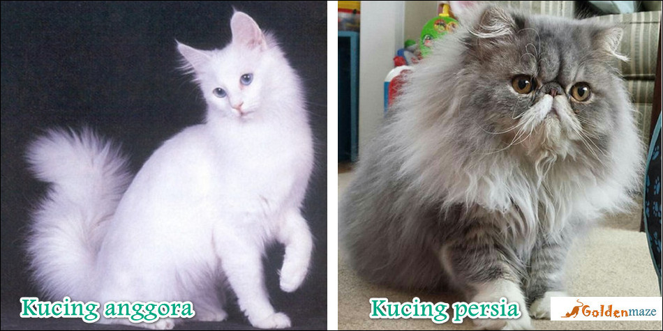 Perbedaan bentuk tubuh kucing anggora dan persia