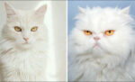 17 perbedaan kucing anggora dan persia [disertai gambar]