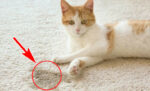 Ini 11 Alasan Kenapa Kucing Pipis Sembarangan