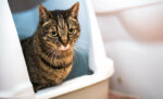 10 Penyebab Kucing Susah Bab dan Cara Mengatasinya