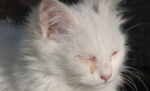 5 Penyebab Mata Kucing Belekan dan Tertutup