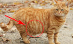 7 penyebab perut kucing jantan membesar