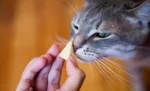 Bolehkah Kucing Makan Keju? Ini Jawabannya!