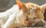Cacingan pada Kucing: Mengapa Tidak Bisa Sembuh Sendiri?