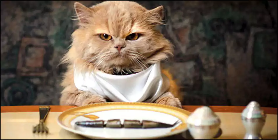 Bolehkah Kucing Persia Makan Ikan Tongkol
