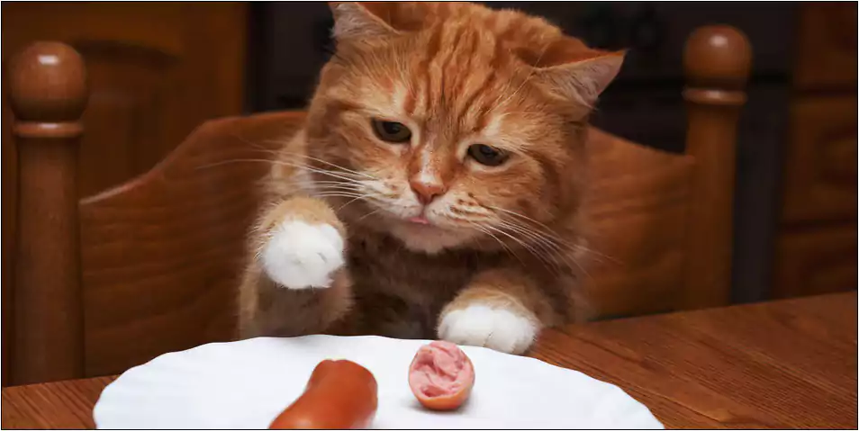 Bolehkah Kucing Persia Makan Sosis
