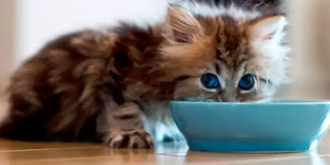 Bolehkah anak kucing makan makanan kucing dewasa 01