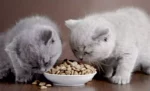Bolehkah Anak Kucing Makan Makanan Kucing Dewasa?