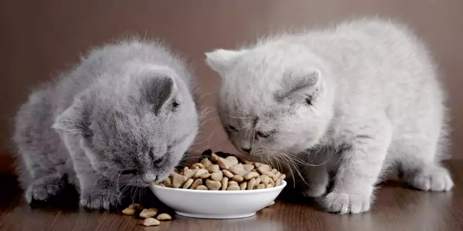 Bolehkah anak kucing makan makanan kucing dewasa