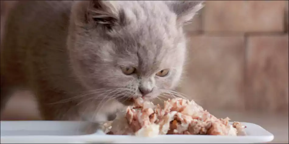 Makanan penggemuk kucing besar