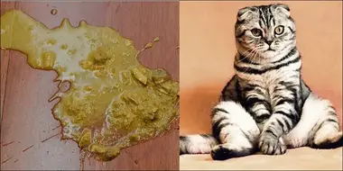 Penyebab Kucing Muntah: 10 Fakta Ini Mengejutkan! • Goldenmaze