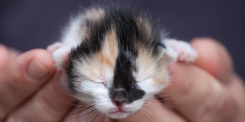 Kucing lahir anak persia baru Bagaimana Cara