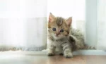 Kapan Anak Kucing Bisa Makan Makanan Kering?