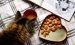 10 Makanan Penambah Nafsu Makan Kucing Terbaik (2022)