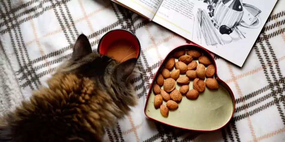 makanan penambah nafsu makan kucing