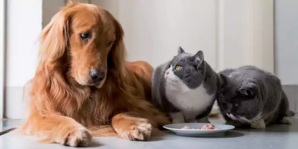 Bolehkah kucing makan makanan anjing