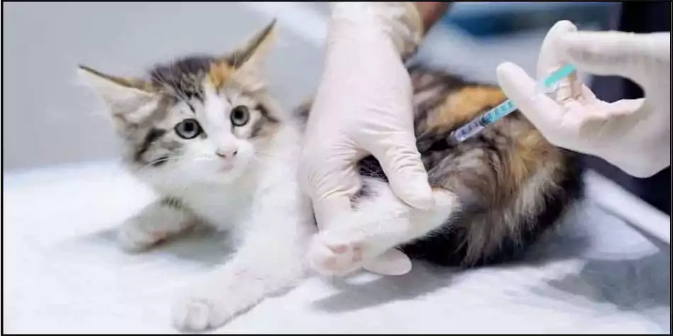Cara-Vaksin-Kucing-Sendiri-Di-Rumah-large