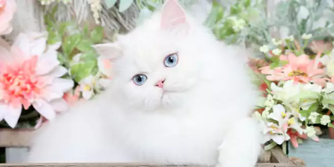 Kucing persia warna putih